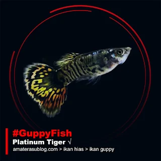 Jenis Ikan Guppy Terpopuler di Indonesia