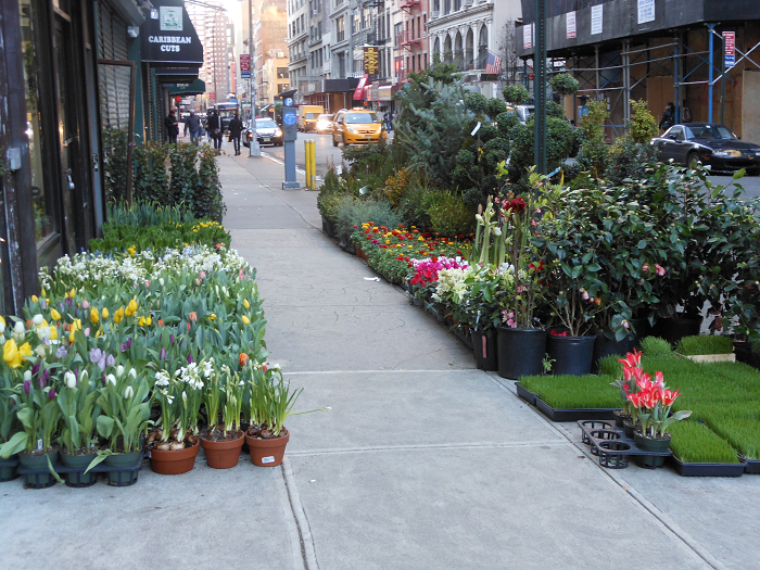 Garden State Roses Spring in the Flower District