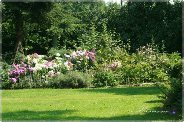 późne lato,late summer odmiany hortensji bukietowych, hydrangea Anbell. Lime light, Grandi flora, Vanille freze, floksy, phlox, języczka, nachyłki, rudbekia