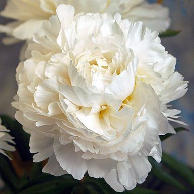 Peonija, Madame Claude Tain ~ Dālderi