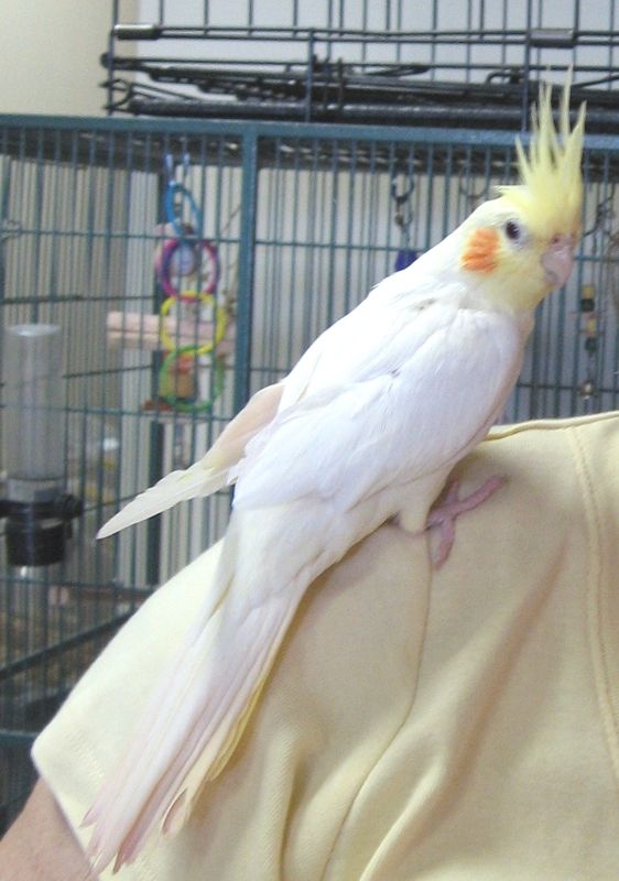 Bird In Everything Birds Pet Shop