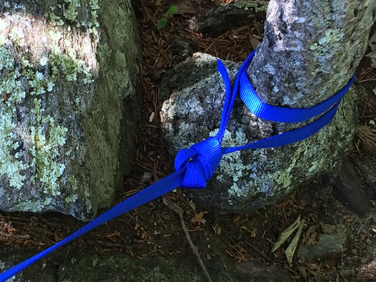 Jasmine Climbing Rose Climbing Tubular bing