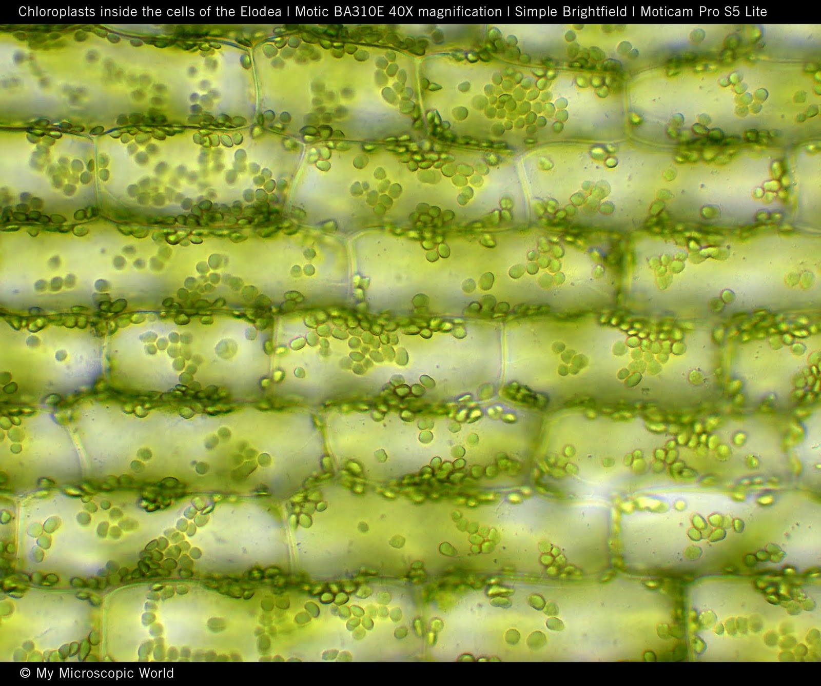 Elodea Leaf Cell 40x