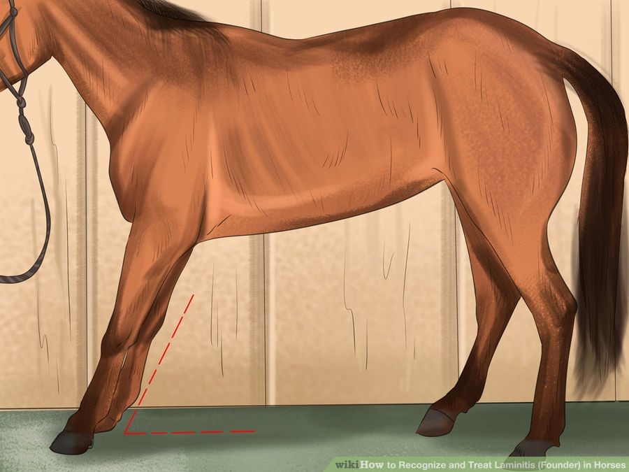 Fabulous Farm Living Laminitis in Horses My Story