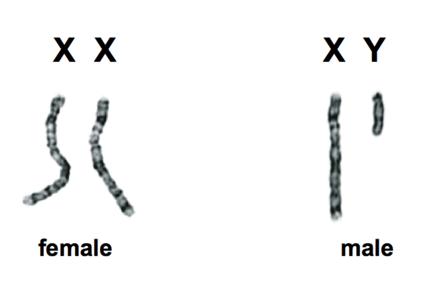 A Quoi Sert La Replication De L'adn Le troisième sexe
