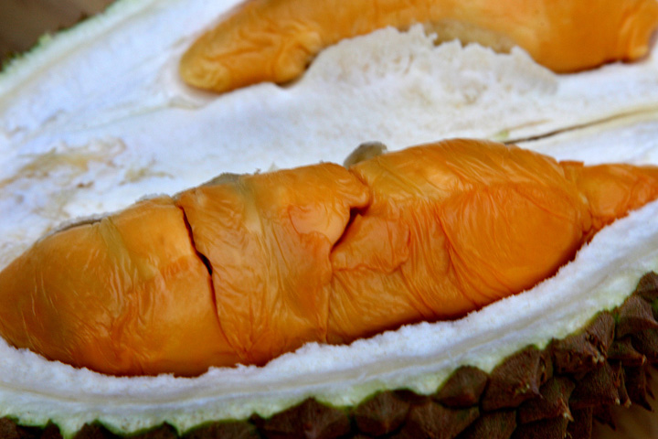 Udang isi merah durian Anak Pokok