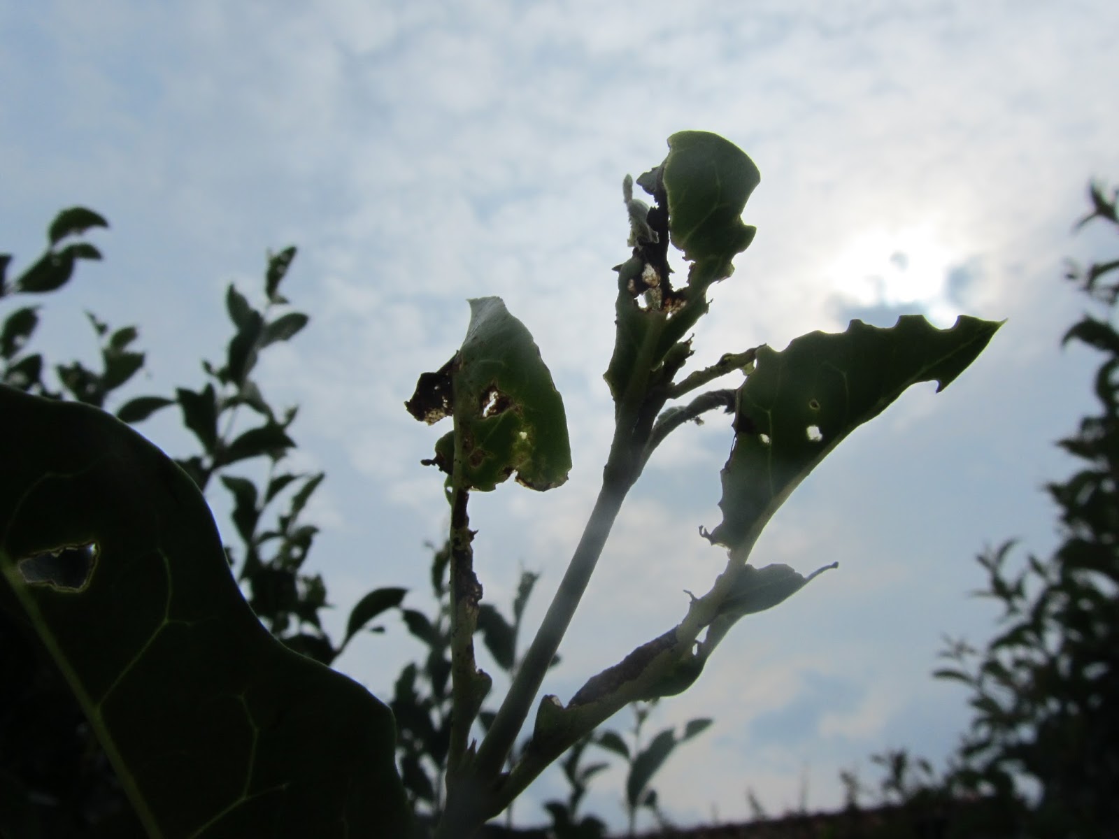 Margaronia O Tignola Verde Dell Olivo Palpita Unionalis Cittadino Agricoltura