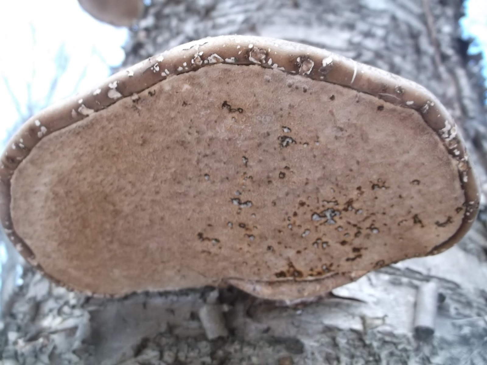 Eaton Rapids Joe Birch Polypore Mushrooms