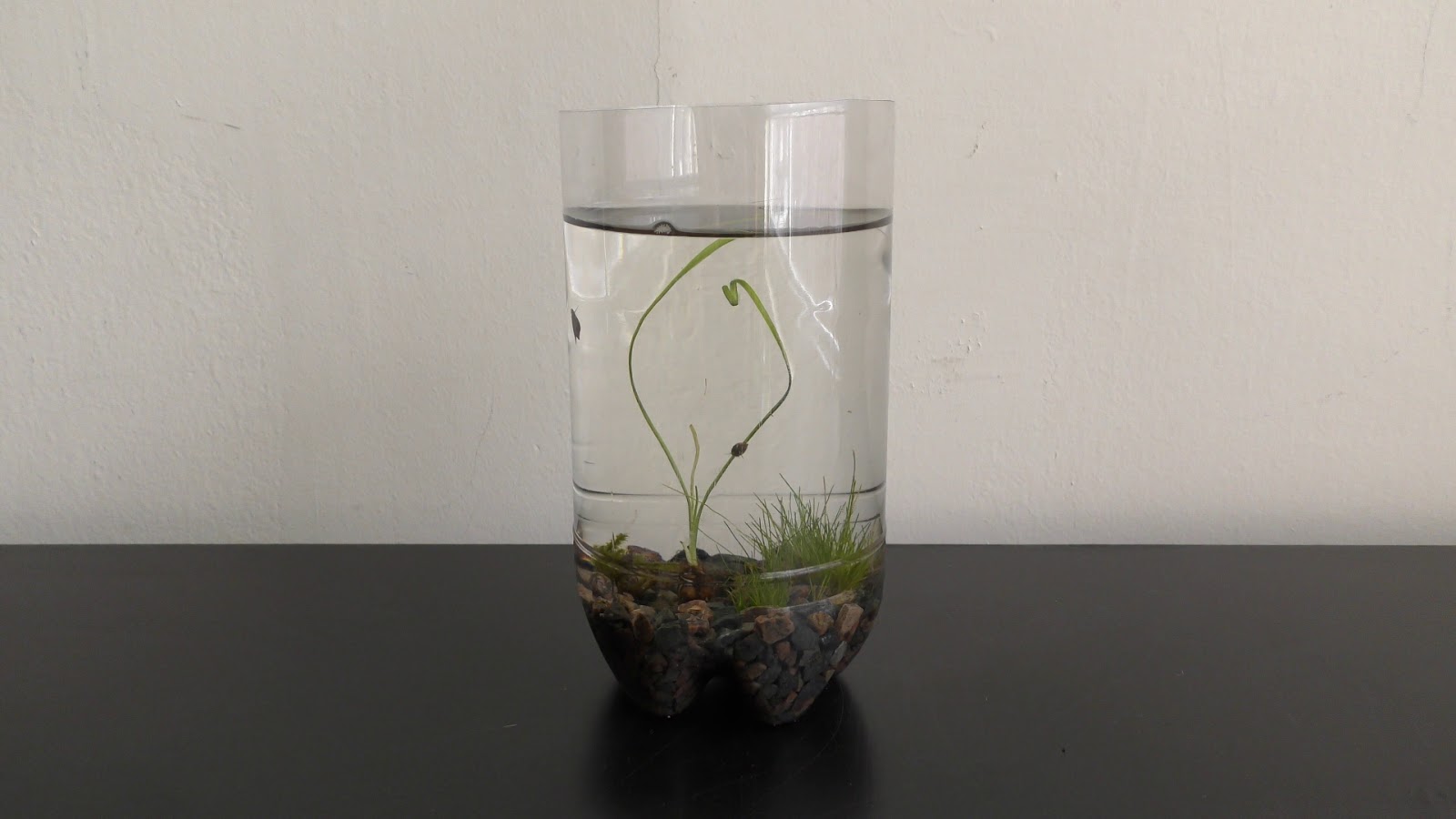 Random Bits Plastic Bottle Aquarium for beginners