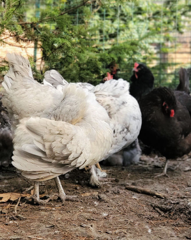 Poultry Mites Natural Prevention and Treatment for your Chickens