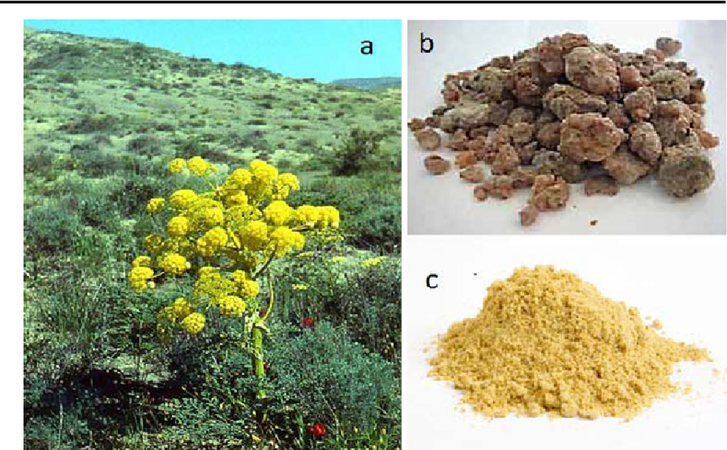 Ferula Asafoetida