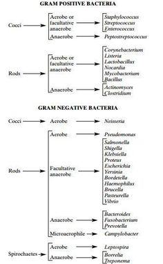 Gram Positive bacteria