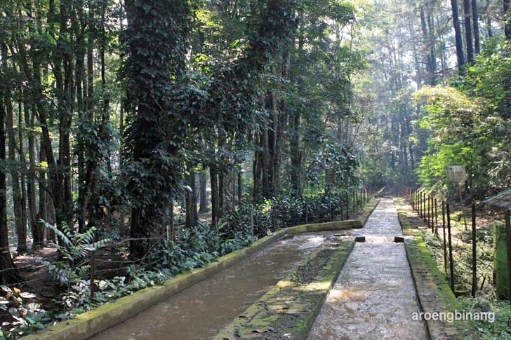 taman hutan raya ir. h. juanda bandung