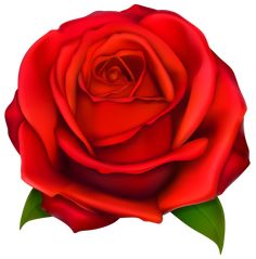 red rose images