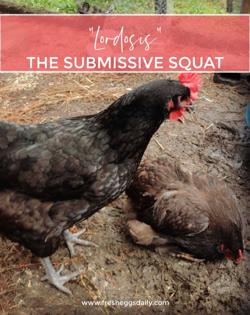 The Chicken Submissive Squat or "Lordosis" Fresh Eggs Daily® with