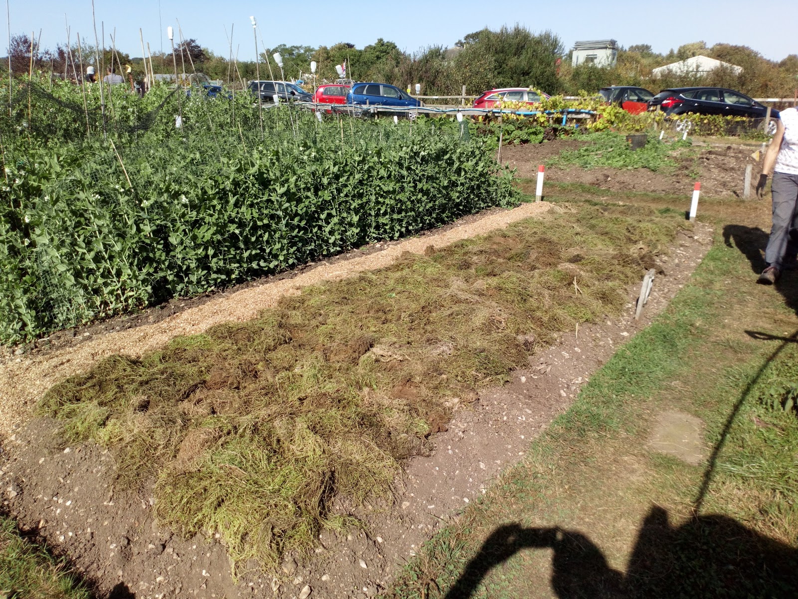 Community Farms Using green cover crops