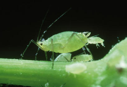 Resultado de imagen para pulgones de la papaya