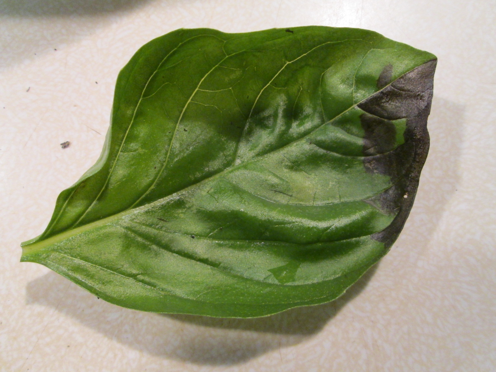 Lemon Verbena Lady's Herb Garden Herbal Crunch Time with Basil!