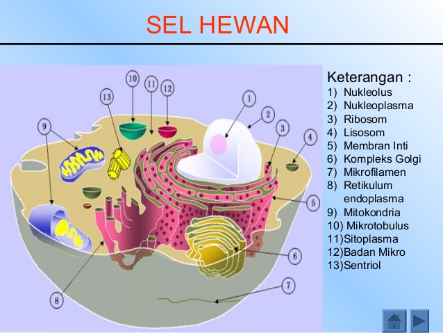 Tabel Perbedaan Sel  Hewan  dan  Sel  Tumbuhan  Artikel Materi