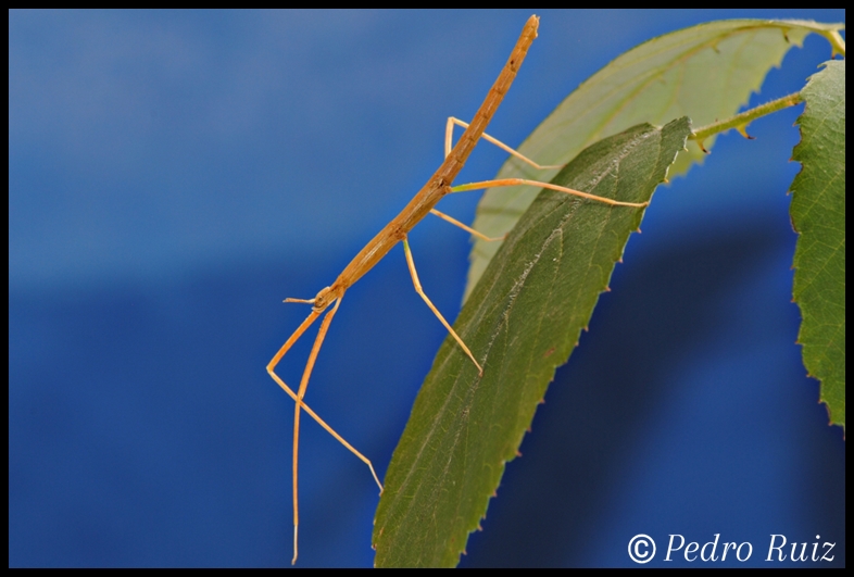 Ninfa macho L3 de Medauroidea extradentata, 3,5 cm de longitud Ninfa macho L3 de Medauroidea extradentata, 3,5 cm de longitud