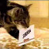 Πώς η γάτα στέλνει το παπαγαλάκι στην Σιβηρία (βίντεο)
