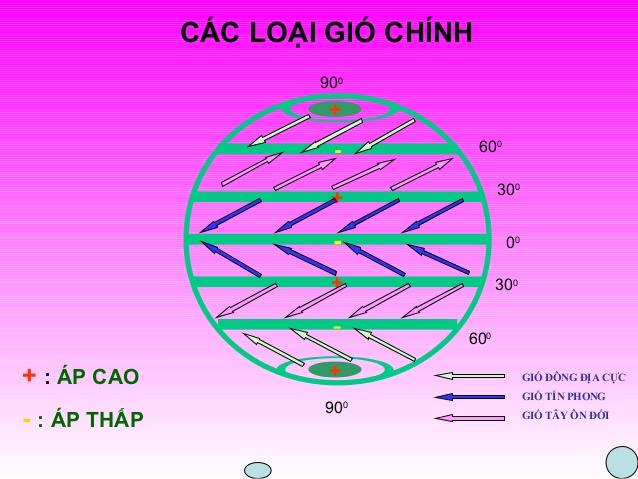 Image result for có mấy loai gio