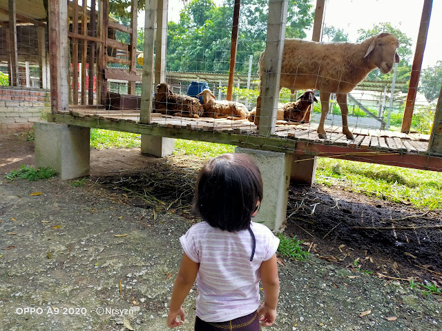 Syazni Rahim Blog: Ke Rabbit Fun Land Lenggeng Negeri Sembilan