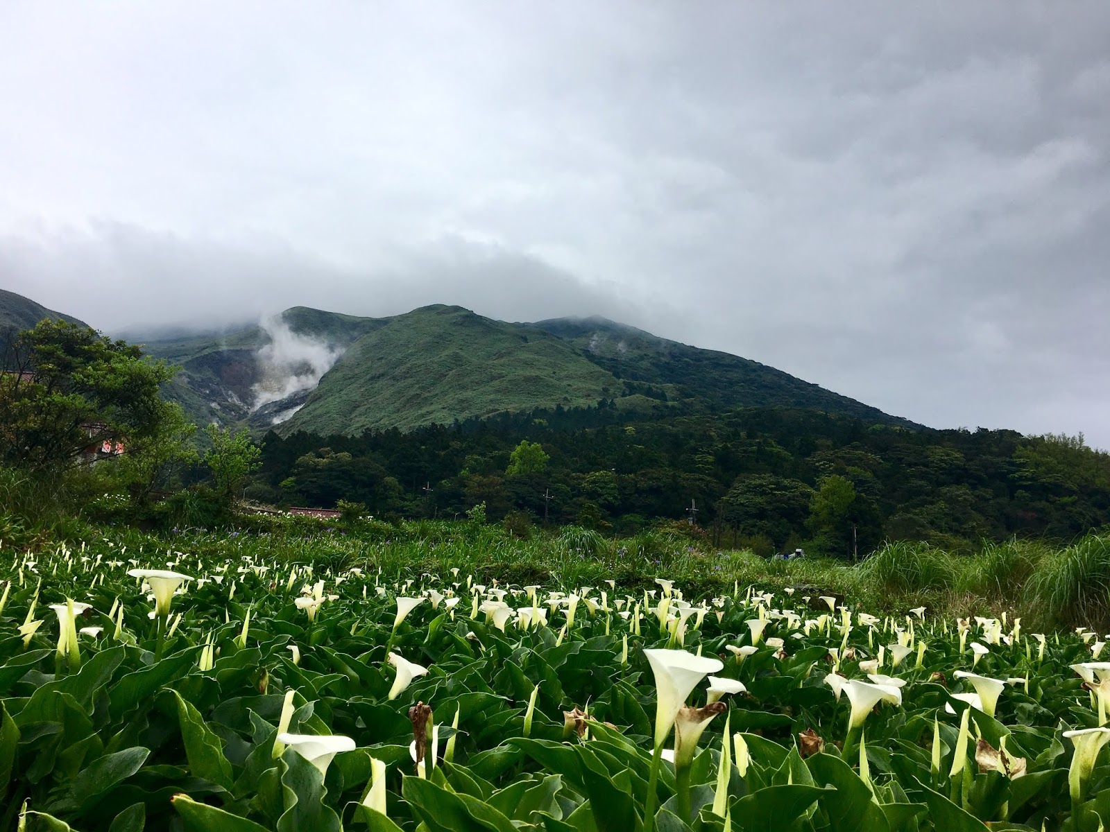 Taipei Travel YangMingShan Calla Lily Festival My Life Abroad