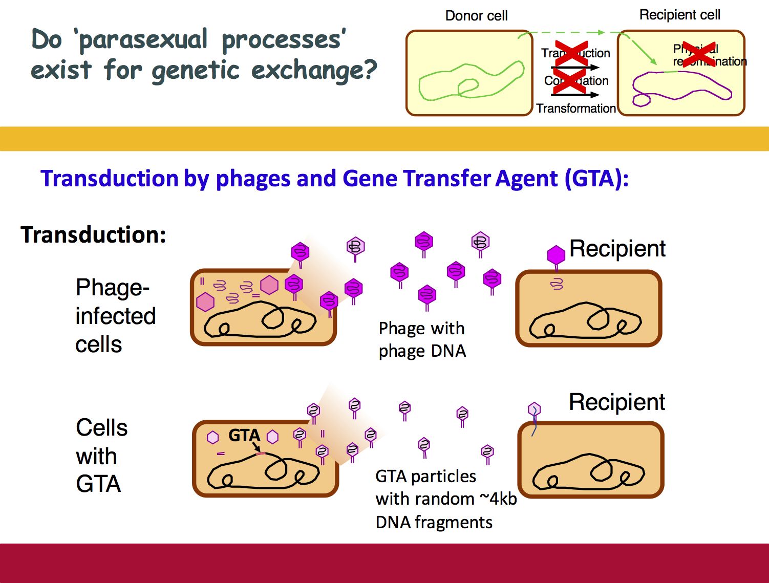RRResearch: Thinking about Gene Transfer Agent