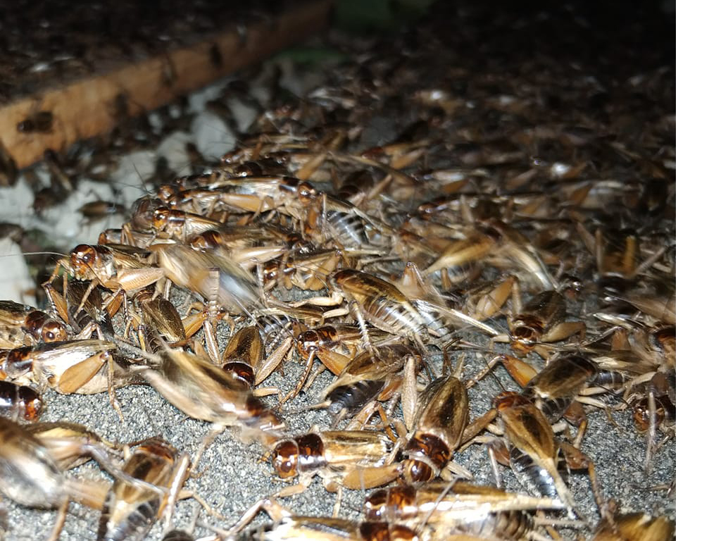 Gudang Artikel Dan Tips Terjitu Tips Ternak Jangkrik Dengan Mudah