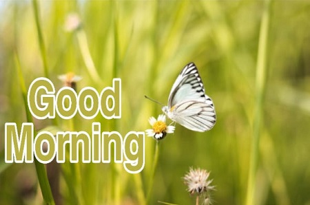 Good Morning Butterfly Good Morning Butterfly