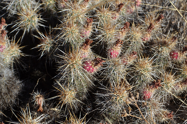 little rounds of spines