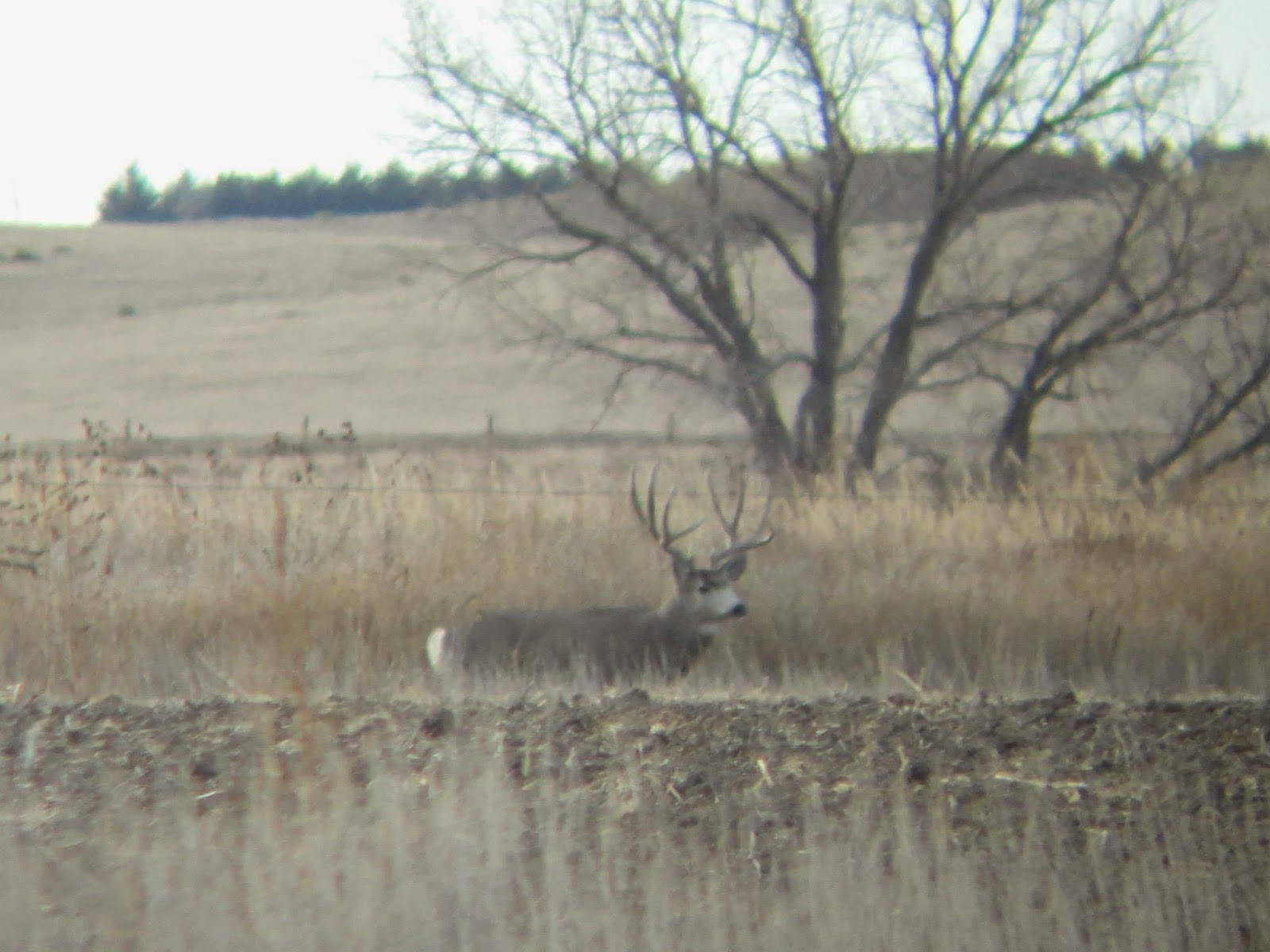 4 x 4 muledeer buck