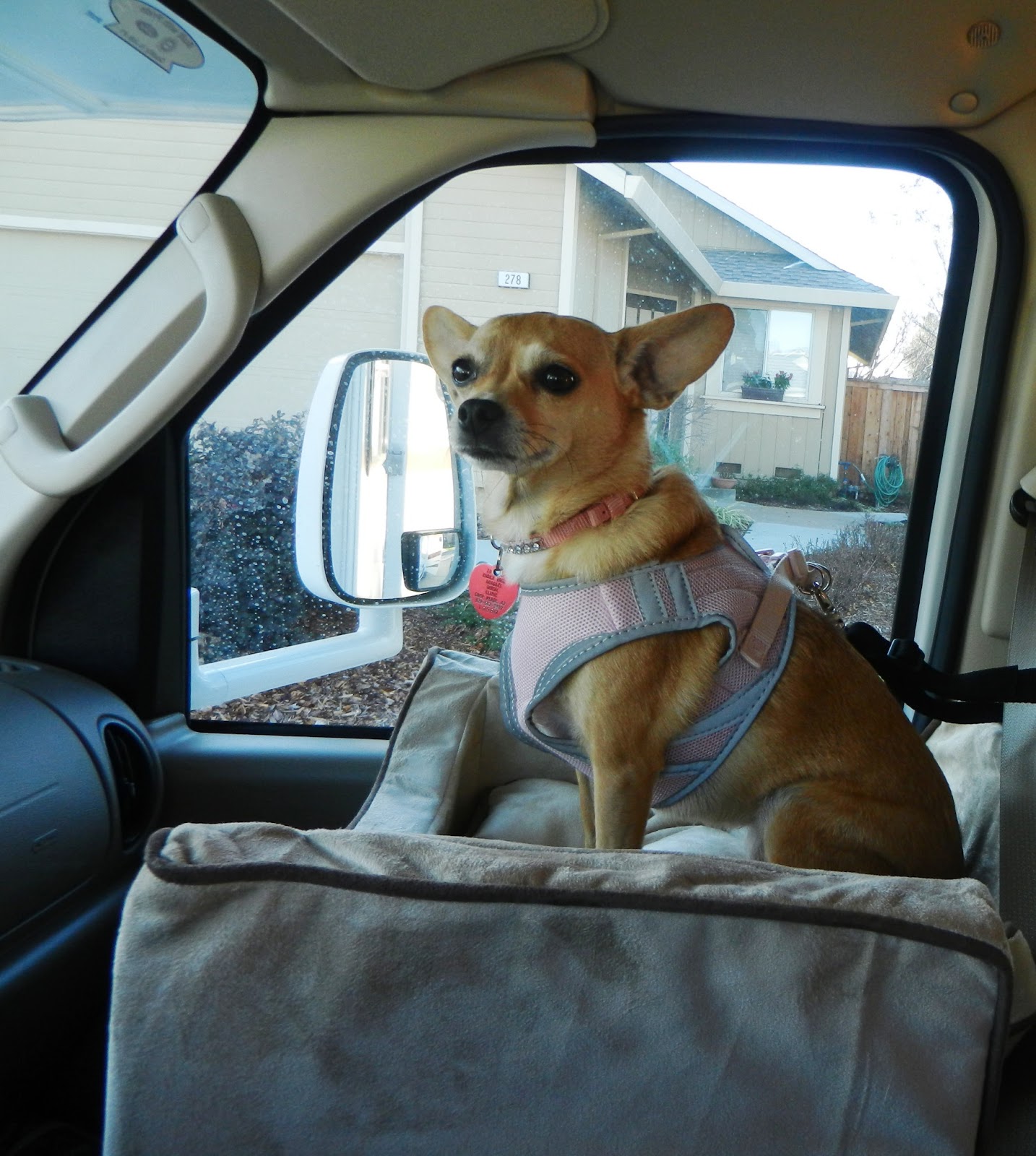 Me and My Dogand My RV Katie's New "Dog Car Seat" Review