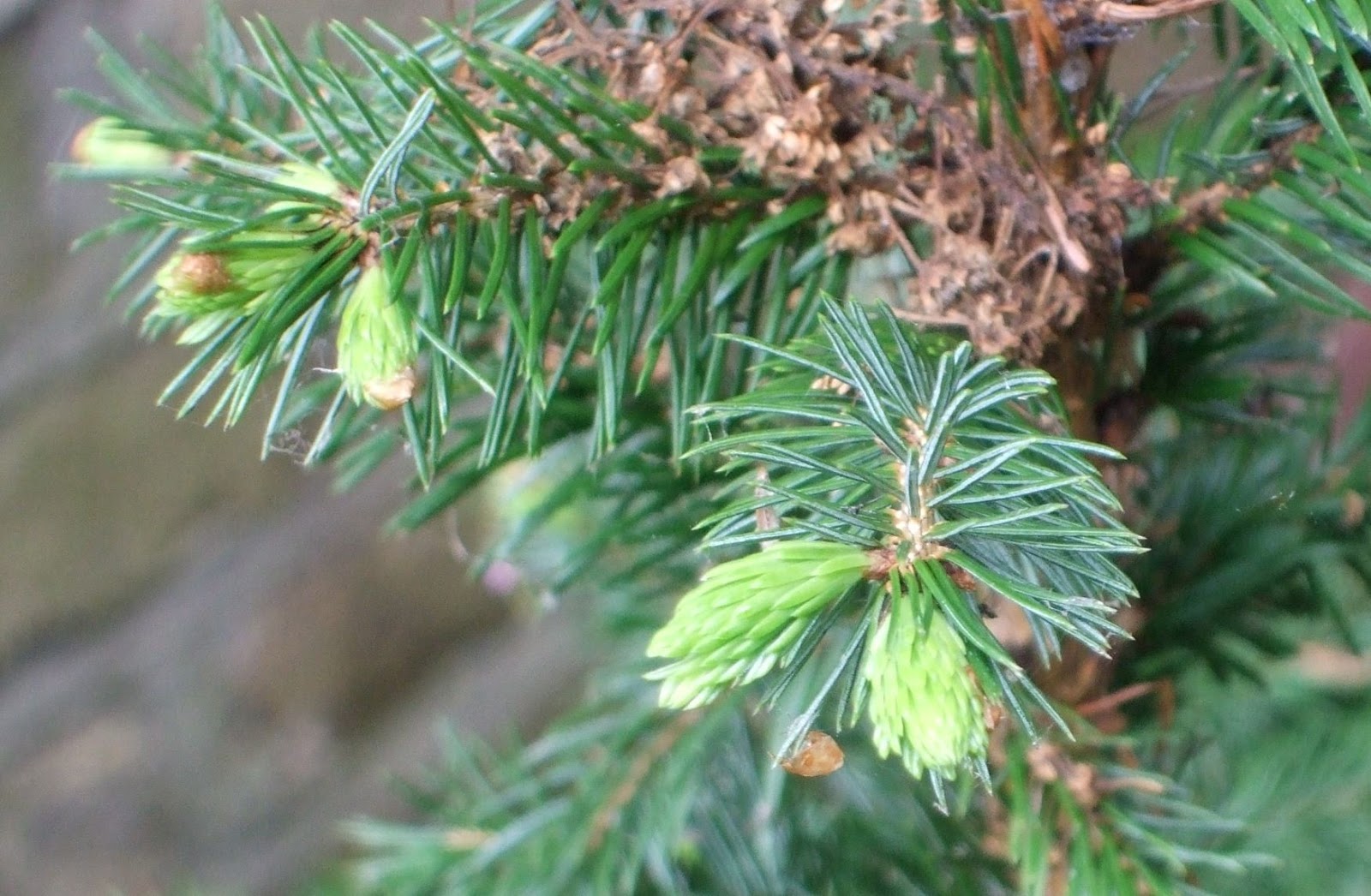 A bad witch's blog New Buds on my Yule Tree on Summer Solstice Eve