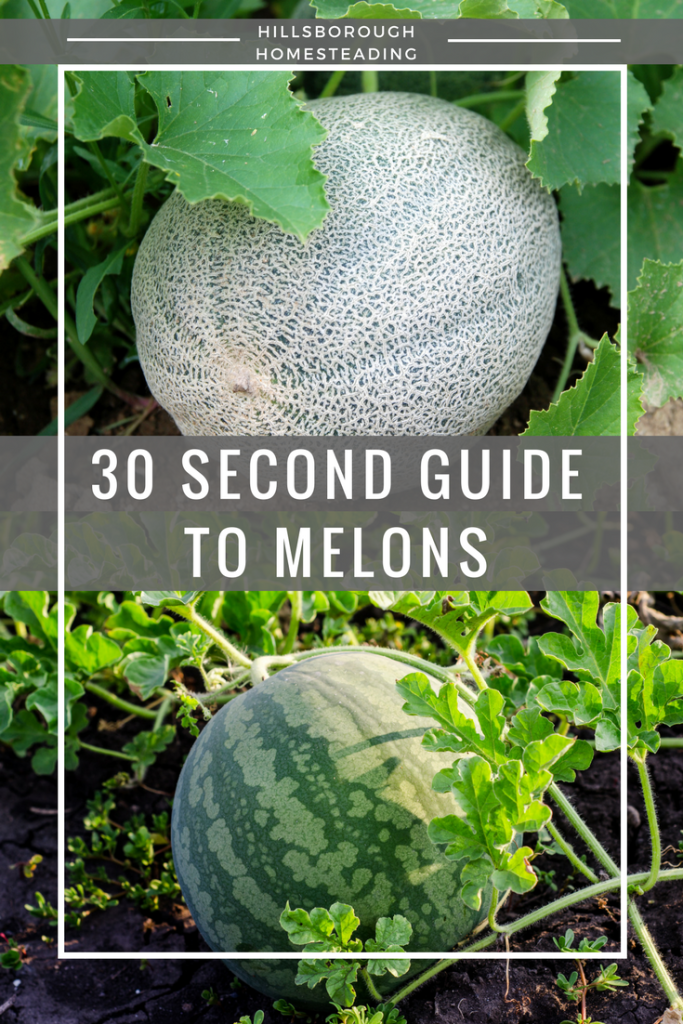 How to Grow Melon and Cantaloupe, Growing Your Own Melons at Home