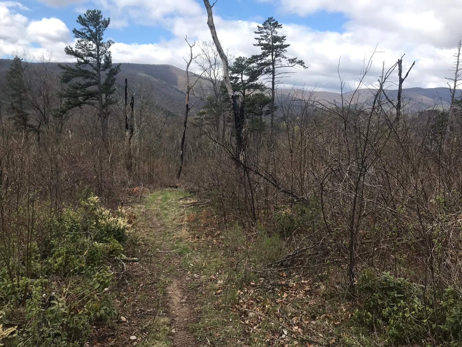Wandering Virginia Mines Run Trail, GWNF