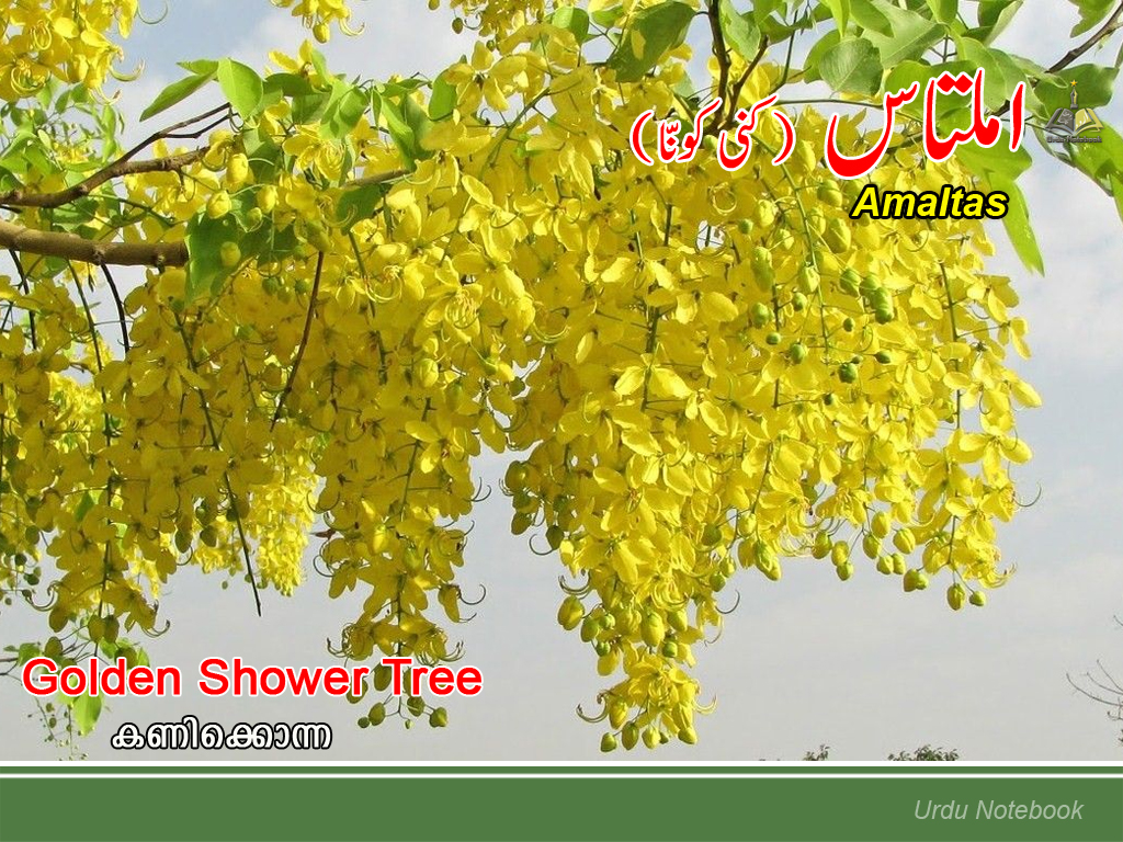 urdunotebook Flower Urdu Wallpaper