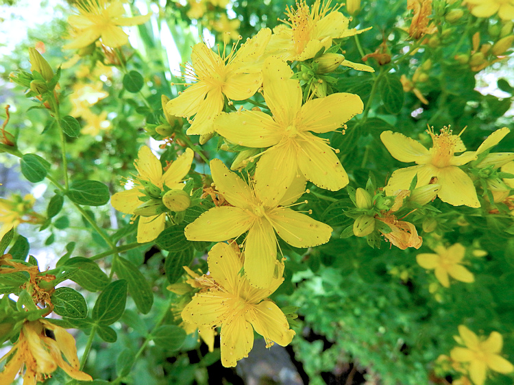 Discovering Herbal Medicine HerbDrug Interactions and St John’s Wort