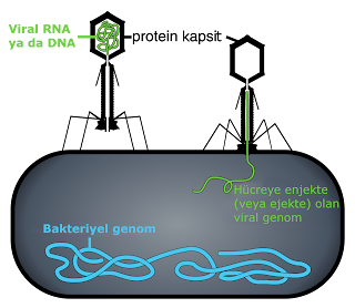Bazı bakteriyofajlar kendi genomlarını bakteri hücresine enjekte (ya da ejekte) ederler (görsel ölçekli değildir)
