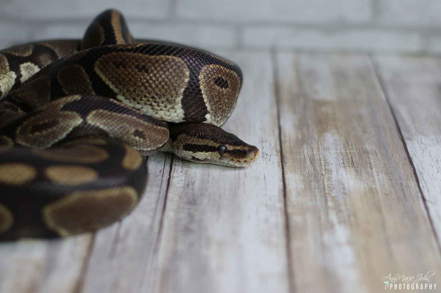 How to Properly Take Care of a Pet Snake How to Properly Take Care of a Pet Snake