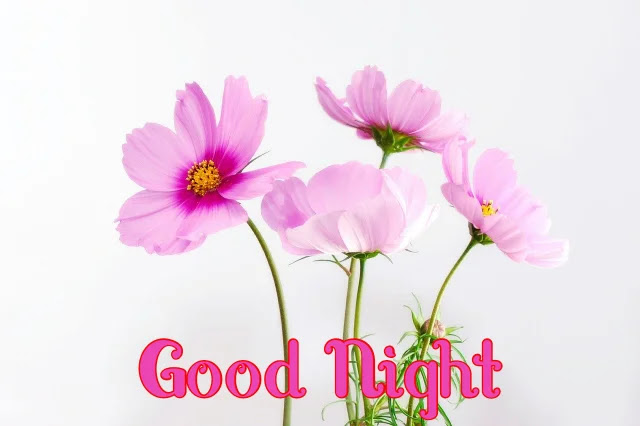Good Night HD Flower Image