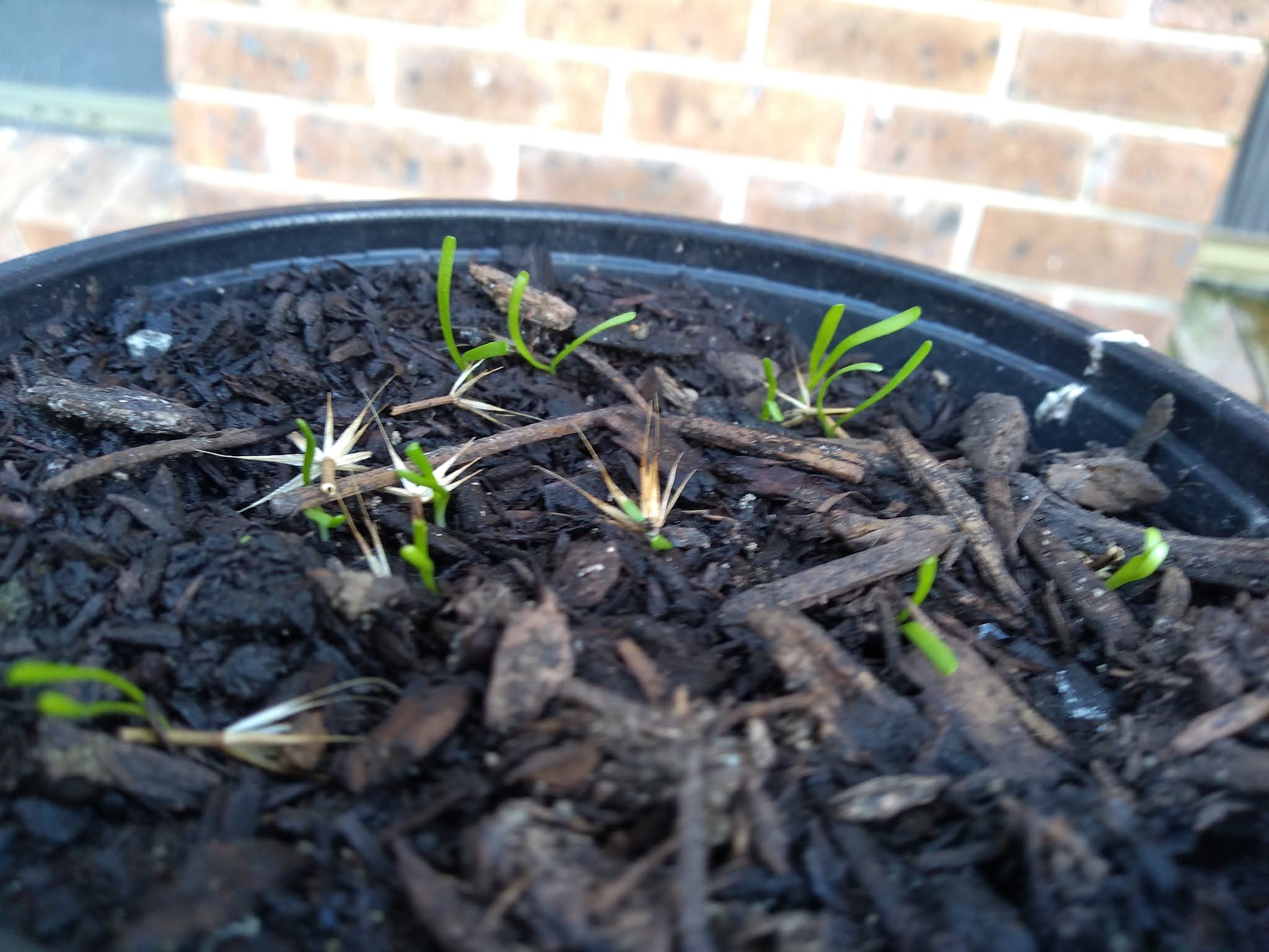 Mudflower Yam Daisy (murnong) from seed