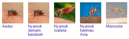 HIT Obat Nyamuk: Atasi Nyamuk Tanpa Ngamuk