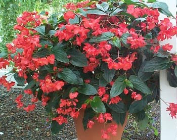 Agronovida: EL CULTIVO DE LA BEGONIA (The begonia growing )