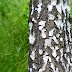 tree background | Background HD