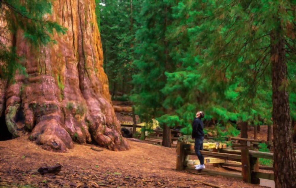 General Sherman Sequoia tree: most amazing trees