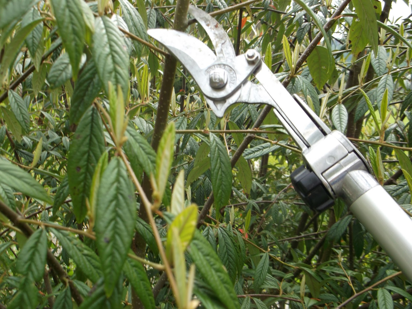 The pruning expert THE ARS long reach pruner