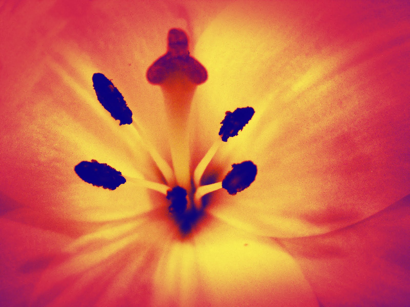 Jordan P's Digital Photo Blog: Solarisation, Gradient Map and Gradient Tool