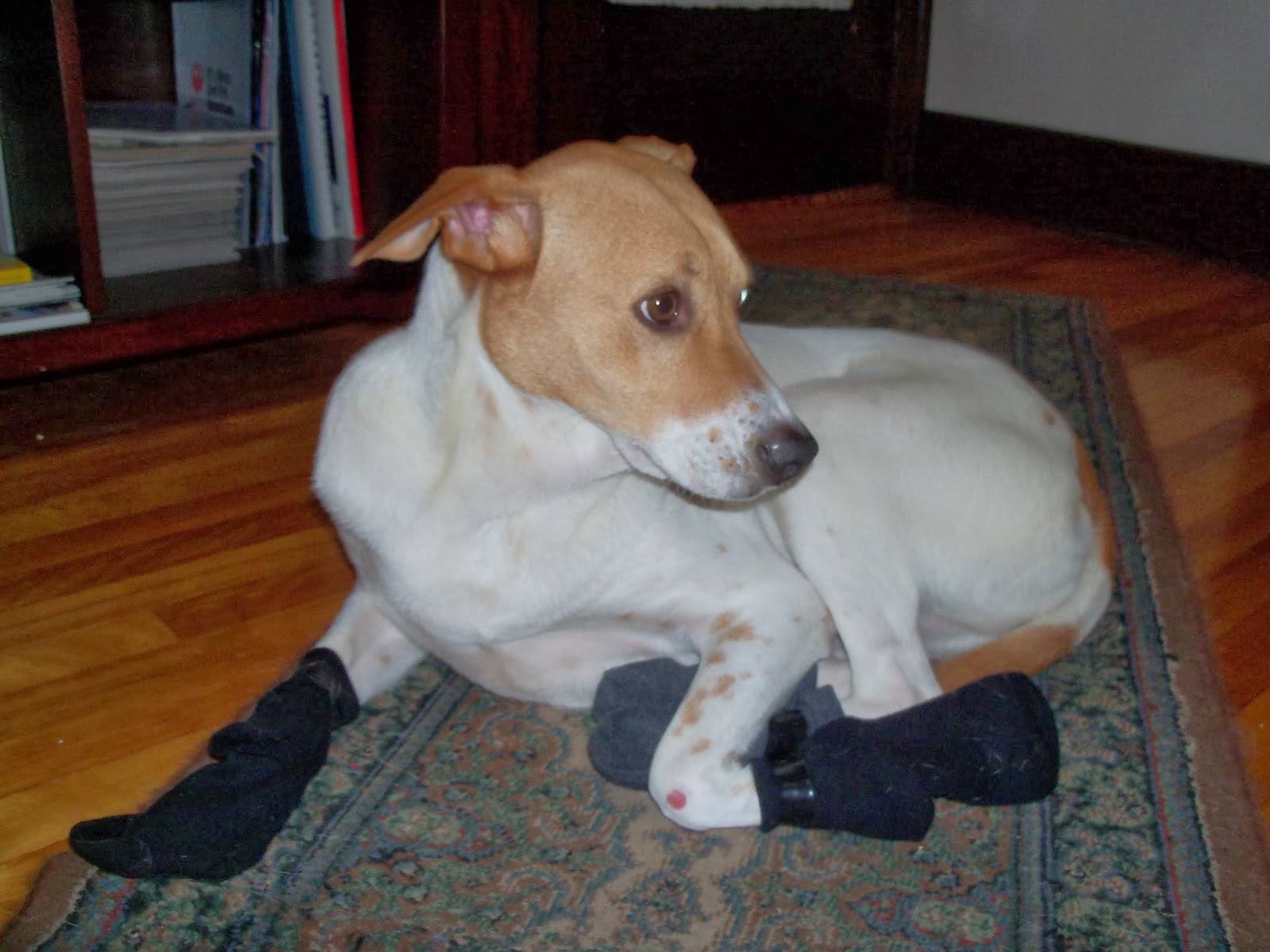 2 Punk Dogs Dog in Socks